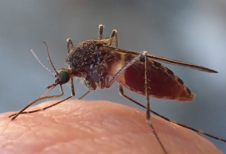 Mosquito