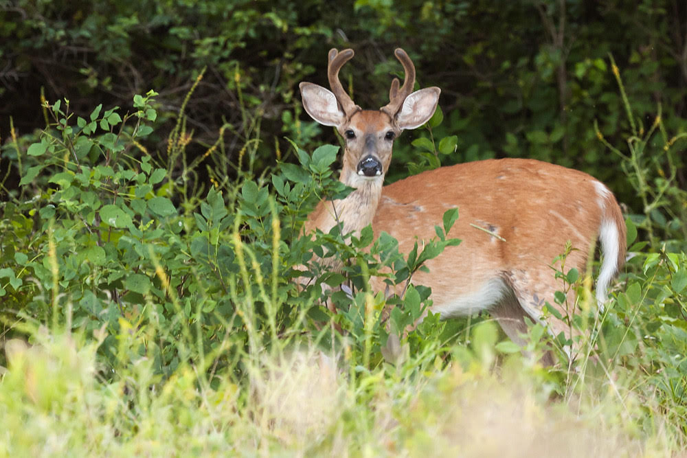 White-tailed buck in woods