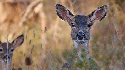 Mule deer in field