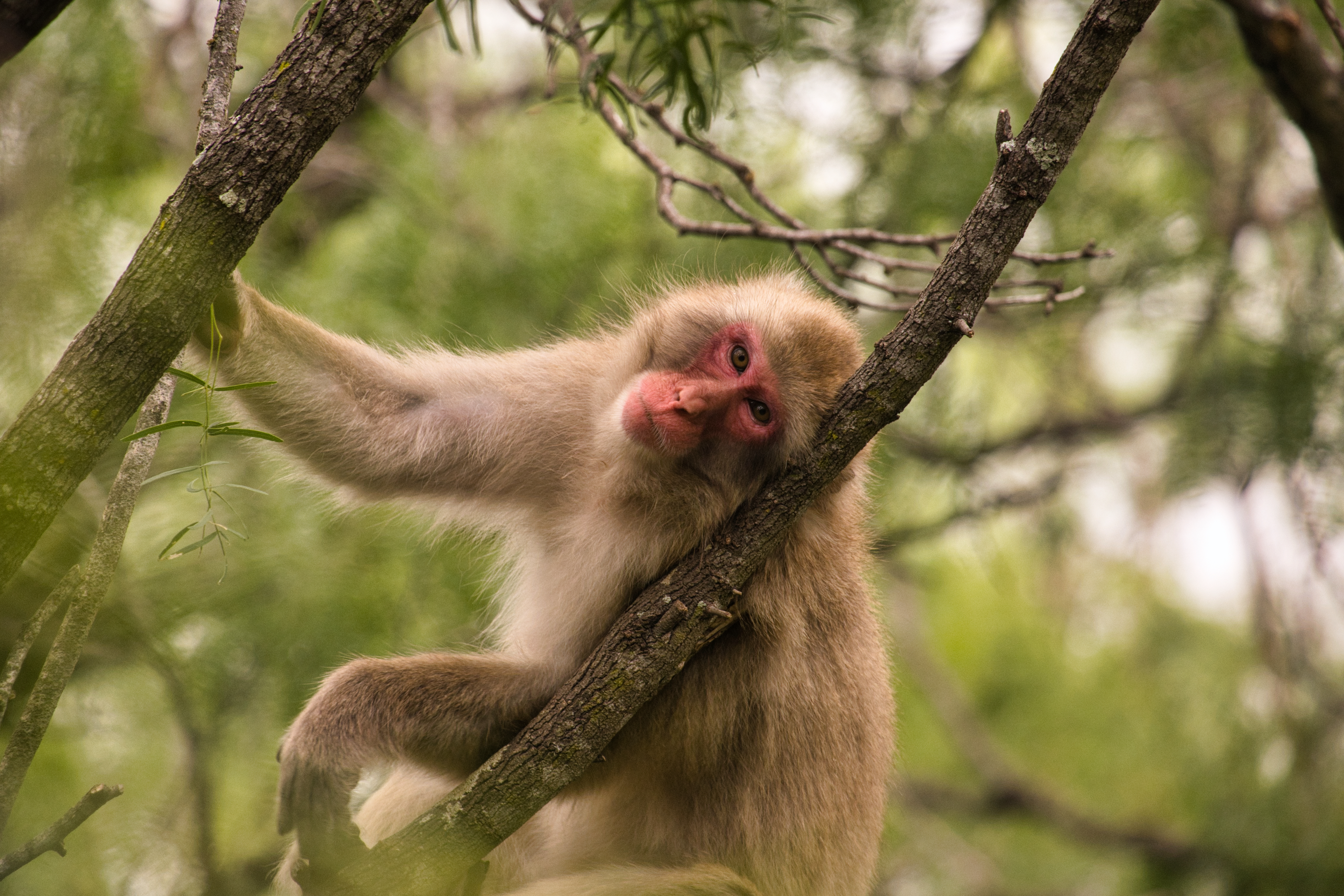 A macaque monkey sits in a tree, its head cocked to the side, looking curious. Sunlight pokes through verdant leaves.