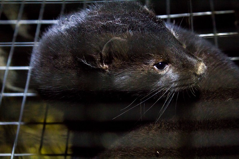 Dark mink in cage