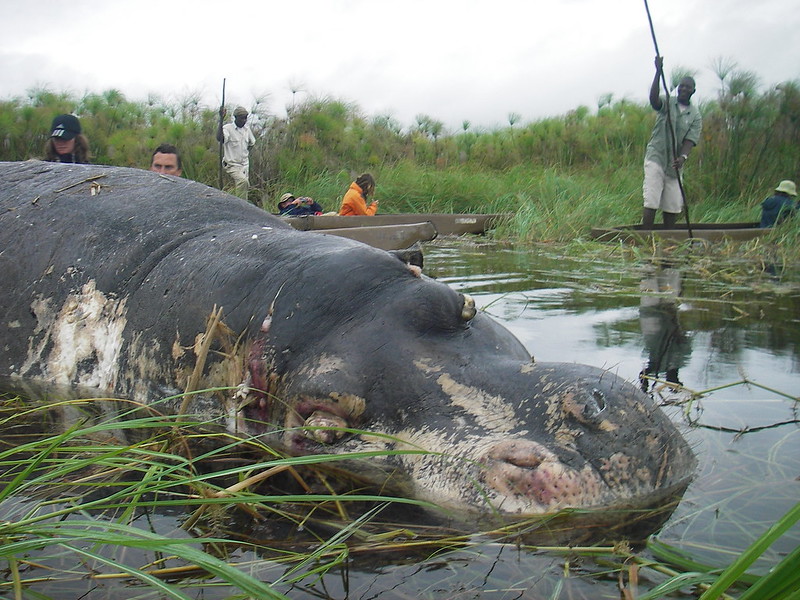 dead hippo