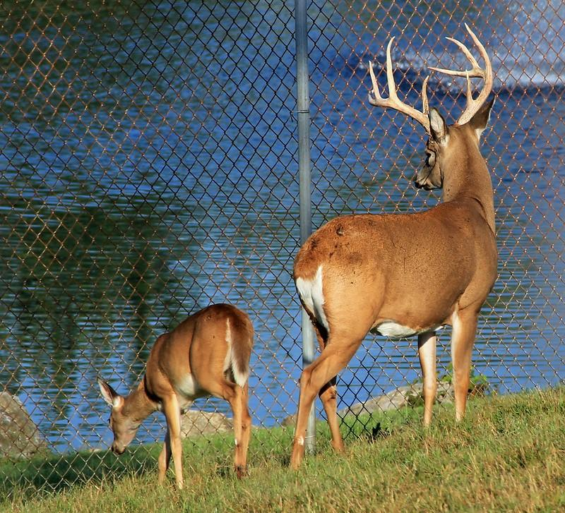 Two deer on farm