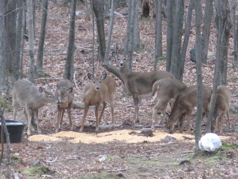 Deer feeding area