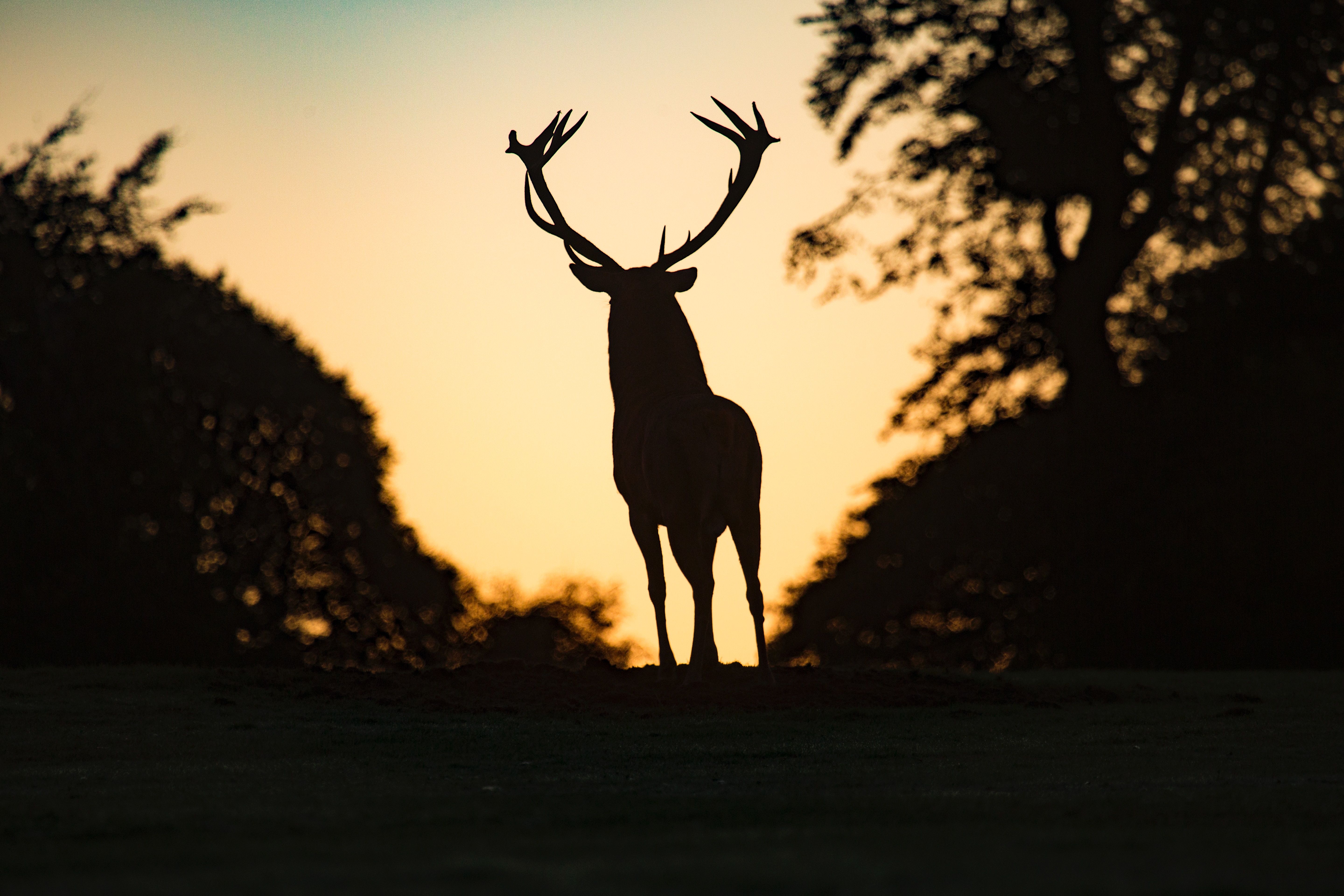 Deer in silhouette