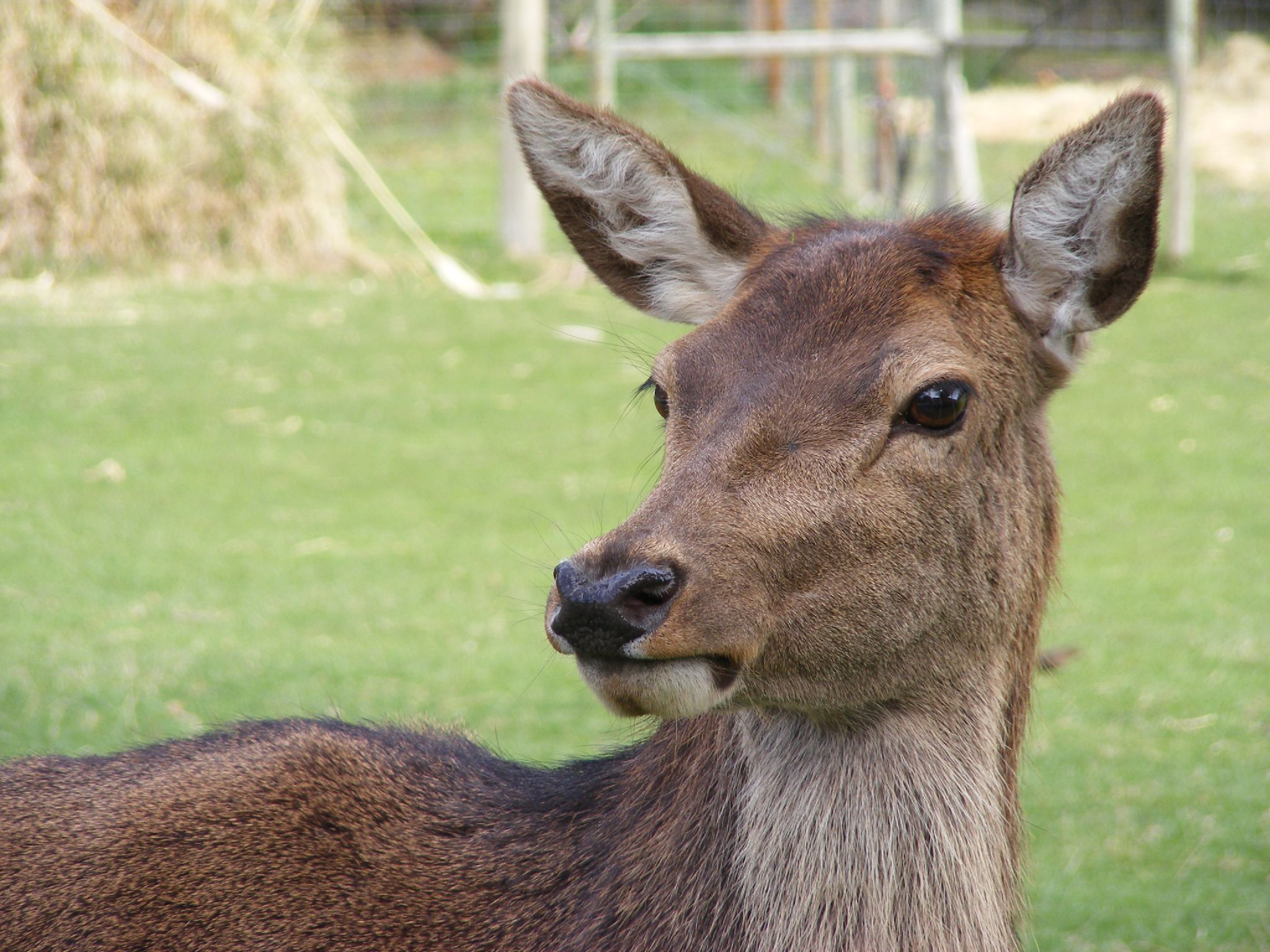 Deer on deer farm