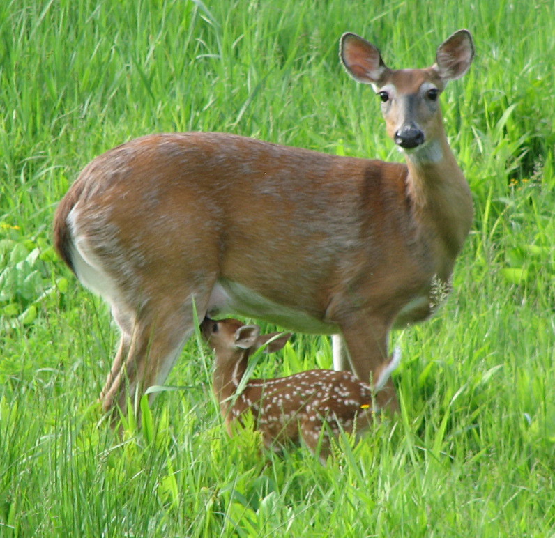 Doe and fawn in field