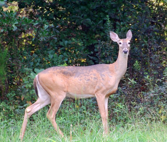 Doe on a deer farm