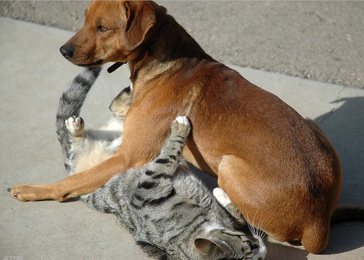 Dog and cat playing