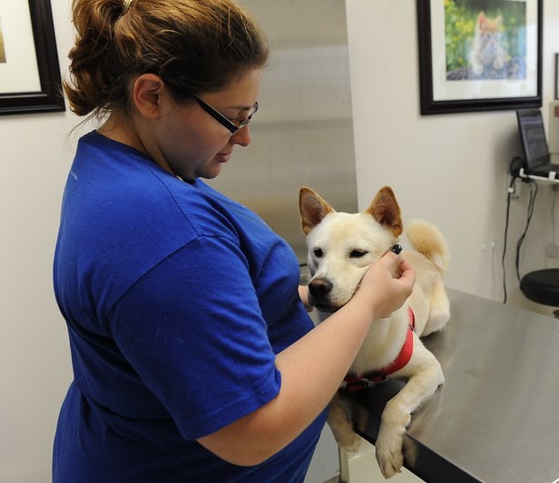 Dog with veterinarian