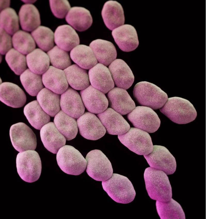 Drug-resistant Acinetobacter