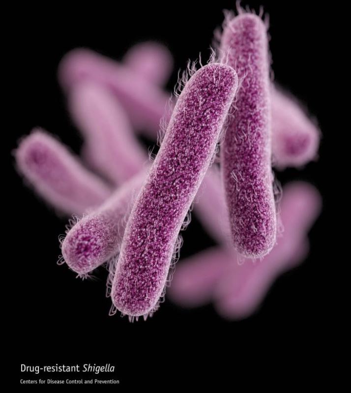 Shigella