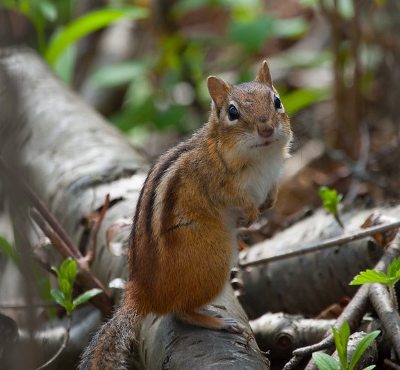 Eastern chipmunk