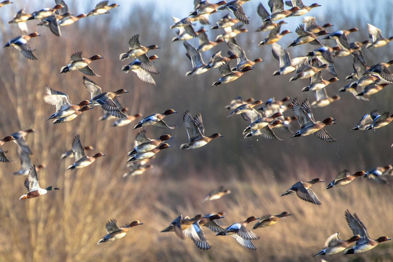 Flock of wild birds