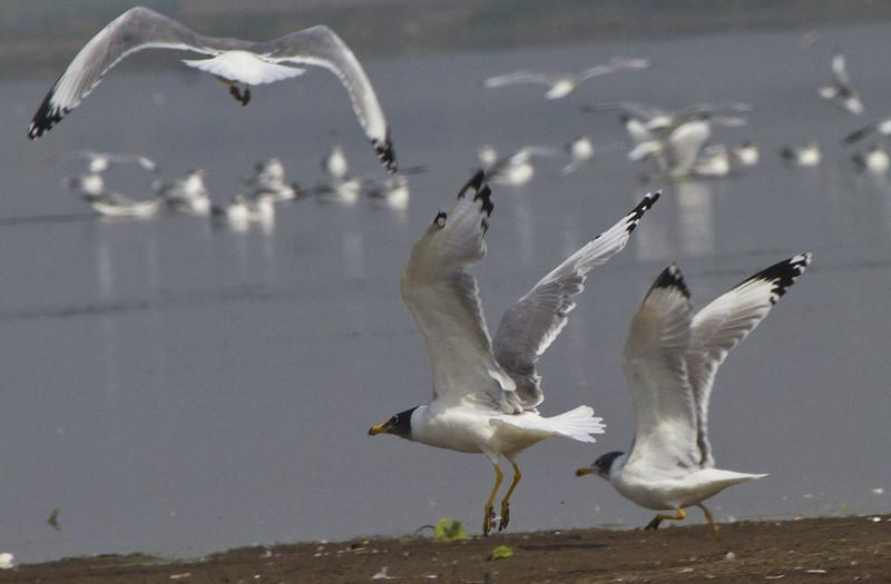 Flock of wild birds