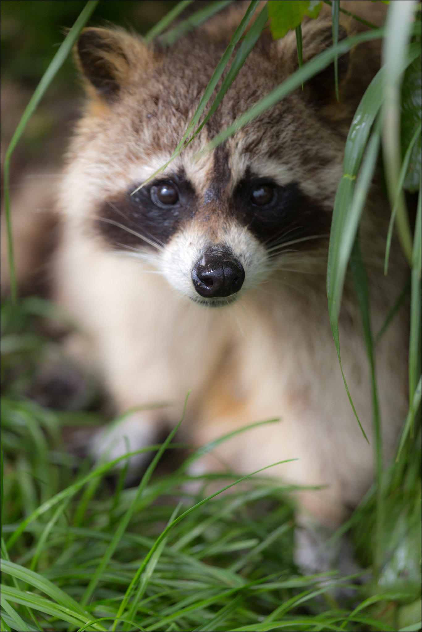 Raccoon