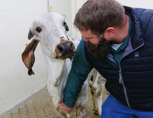 Gene-edited calf