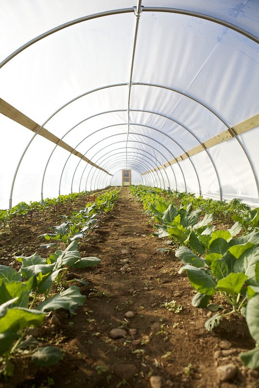 Greenhouse farm