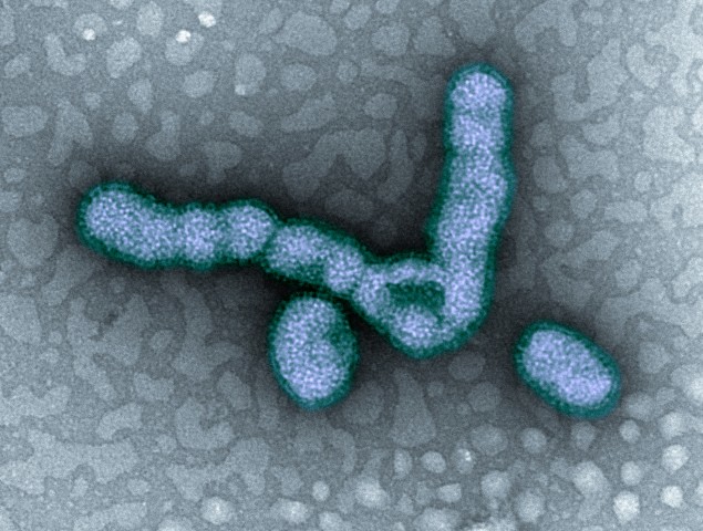 H1N1 flu virus 