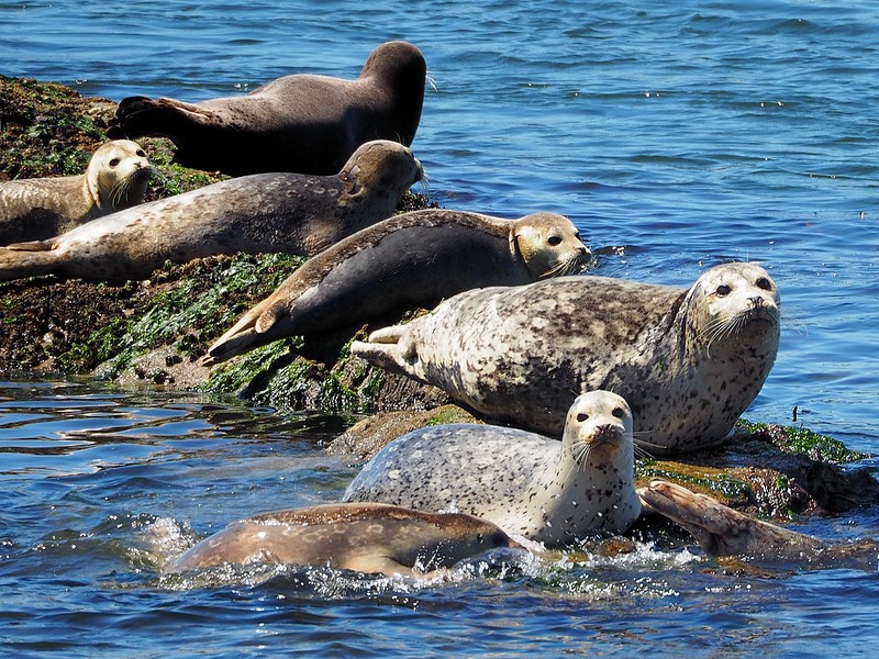 harbor seals