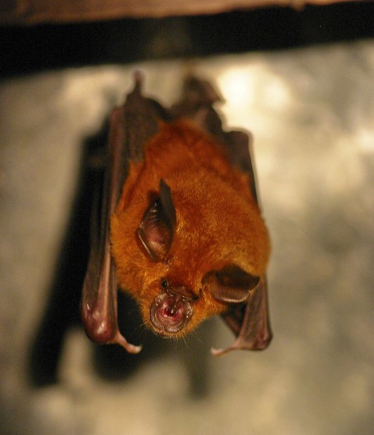 Horseshoe bat