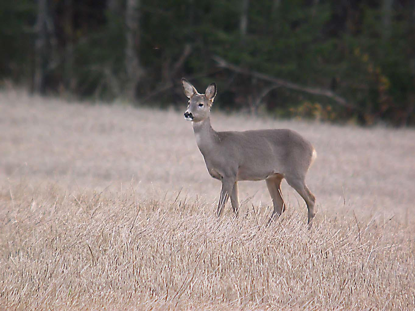 Humphreys County white-tailed deer