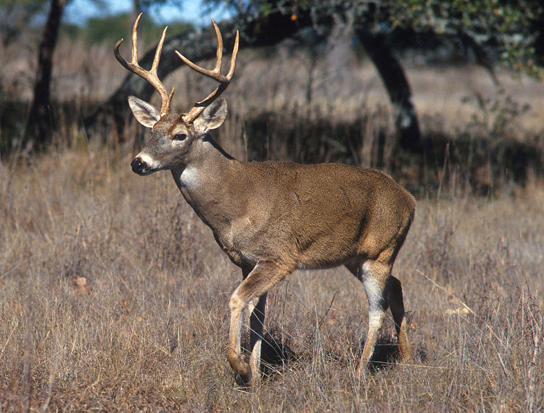 White-tailed buck