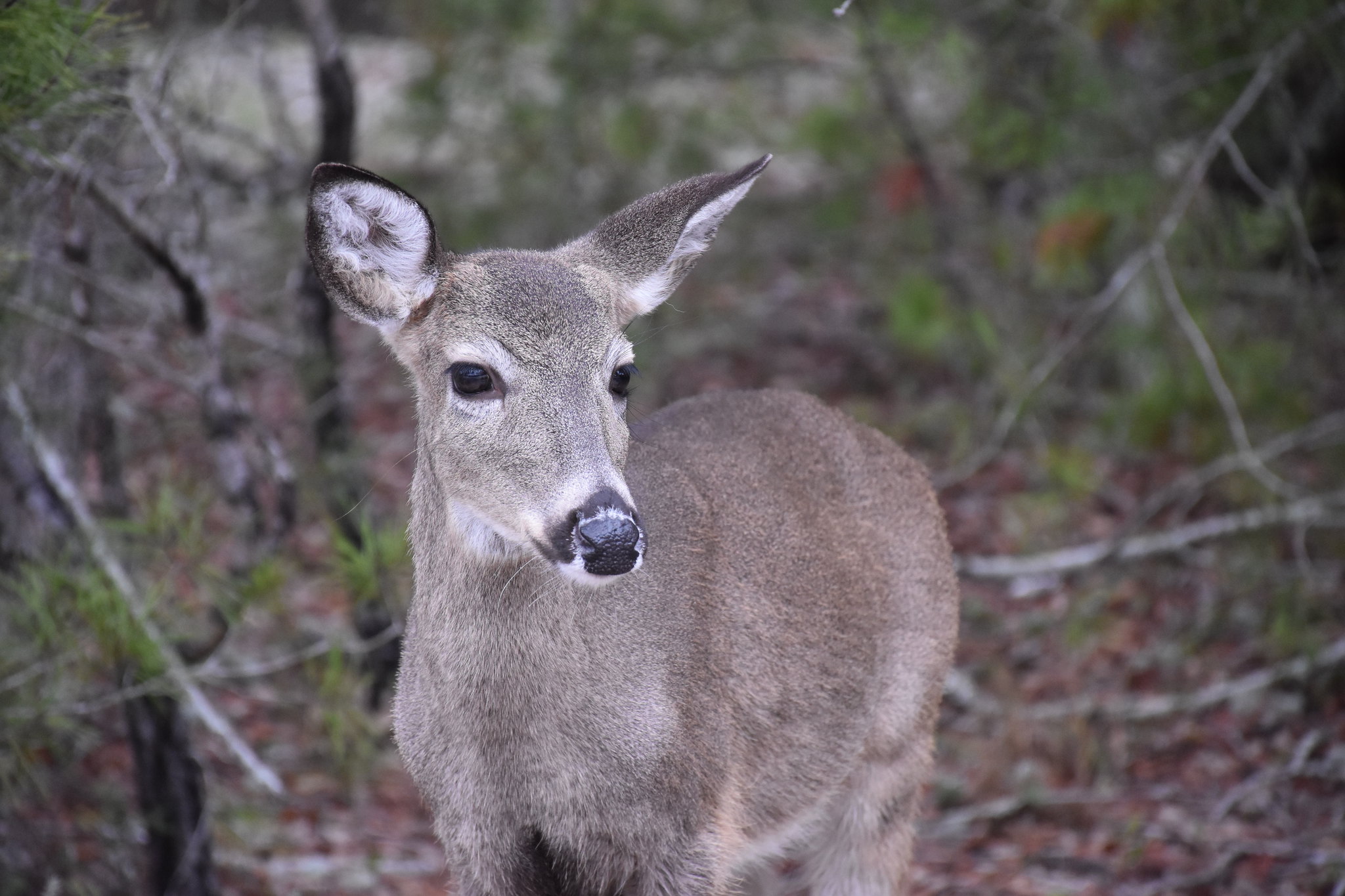 Iowa white-tailed deer