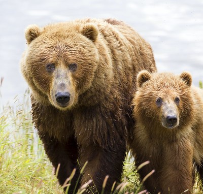 Kodiak bear and cub