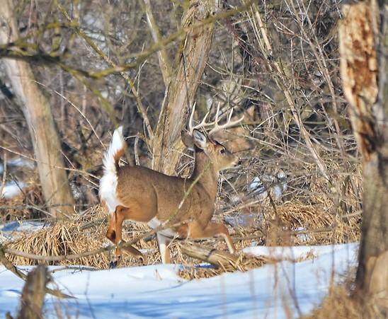 Leaping buck