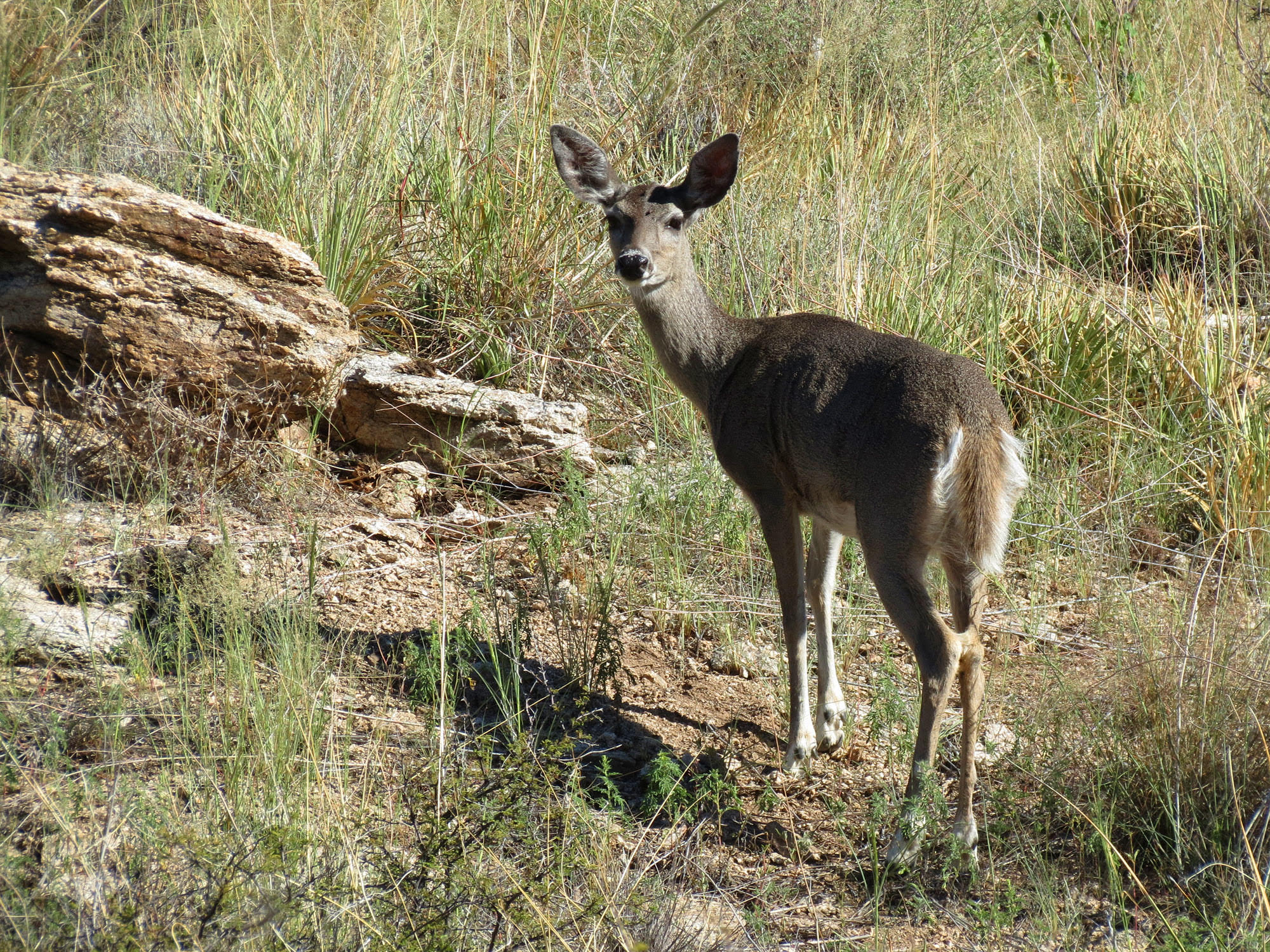 White-tailed doe