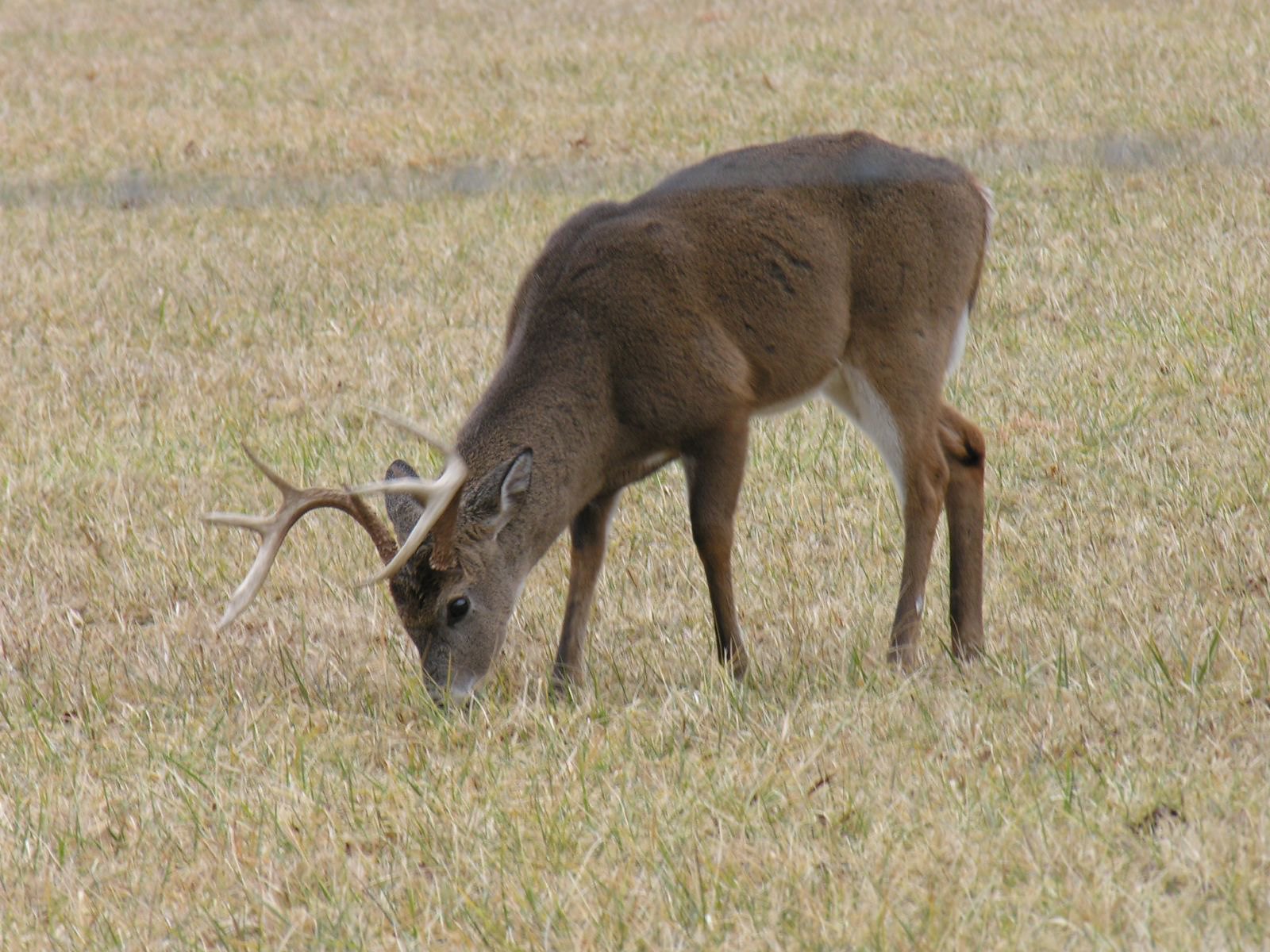Buck in Georgia