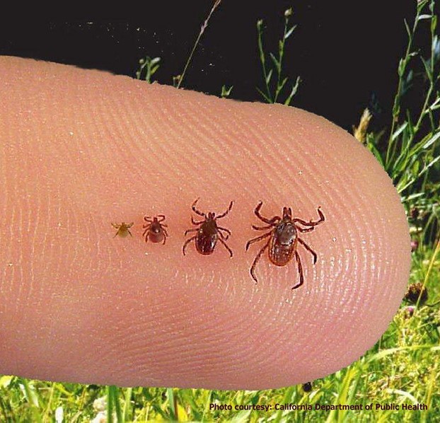 https://www.cidrap.umn.edu/sites/default/files/Lyme%20ticks%20on%20finger-Cal%20Dept%20Public%20Health.jpg