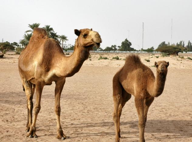 Camels