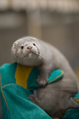 Mink in gloved hand