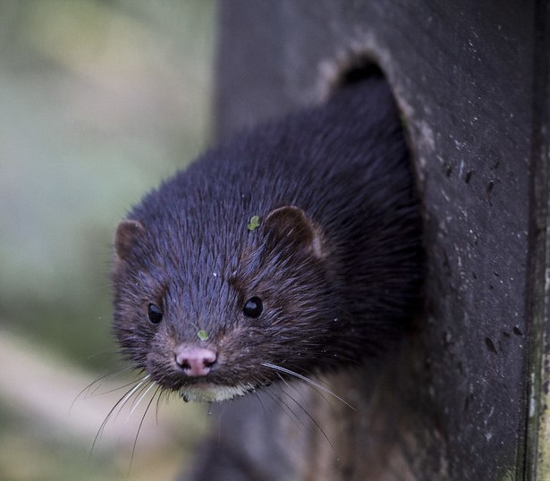 American mink