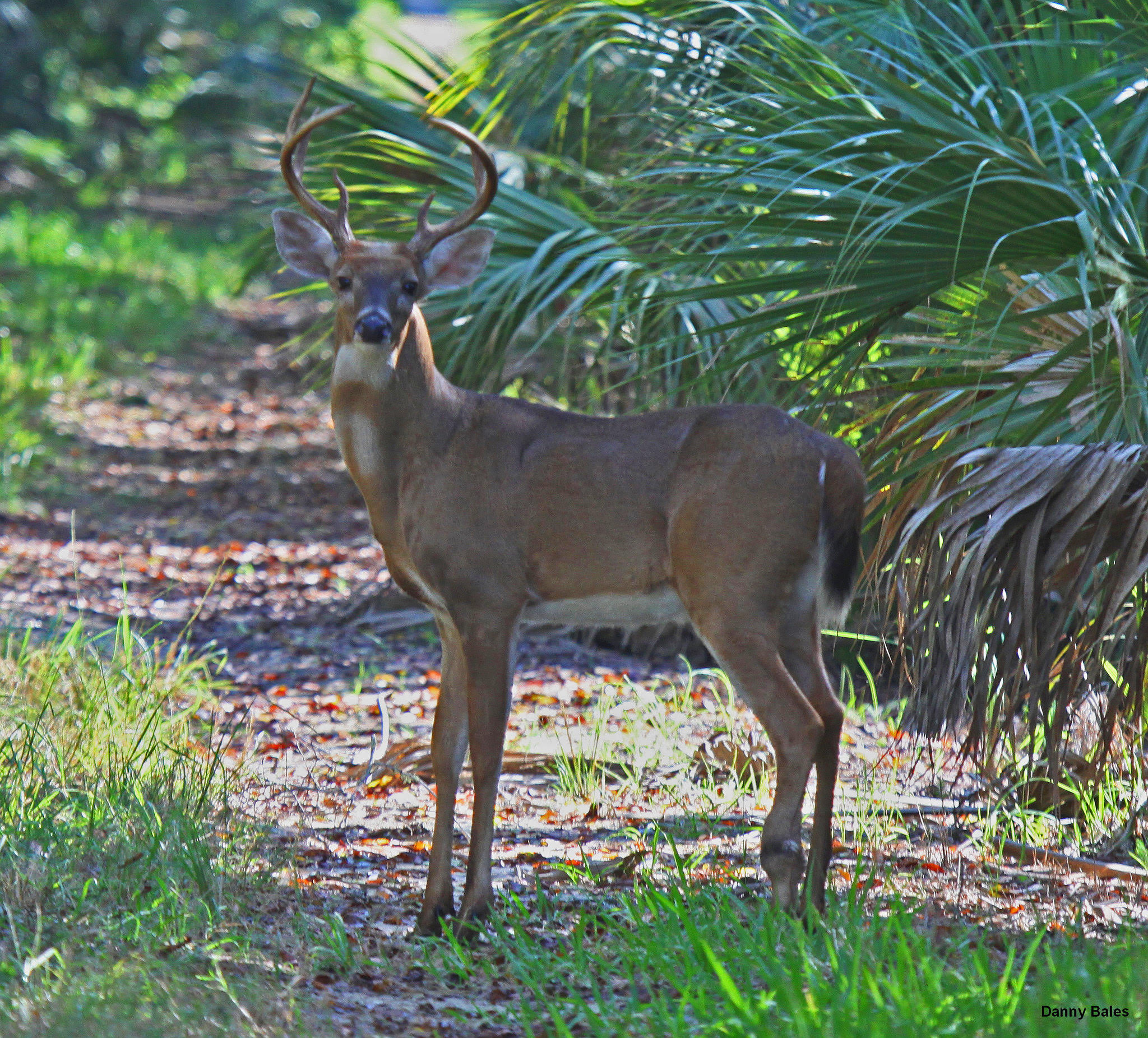 White-tailed buck