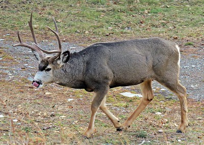 Buck mule deer