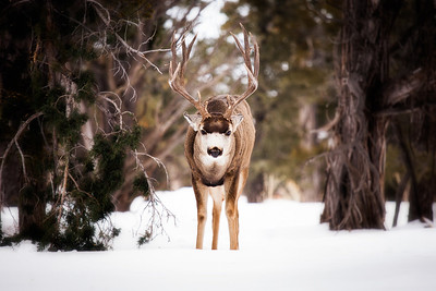 Mule deer in Grand Canyon