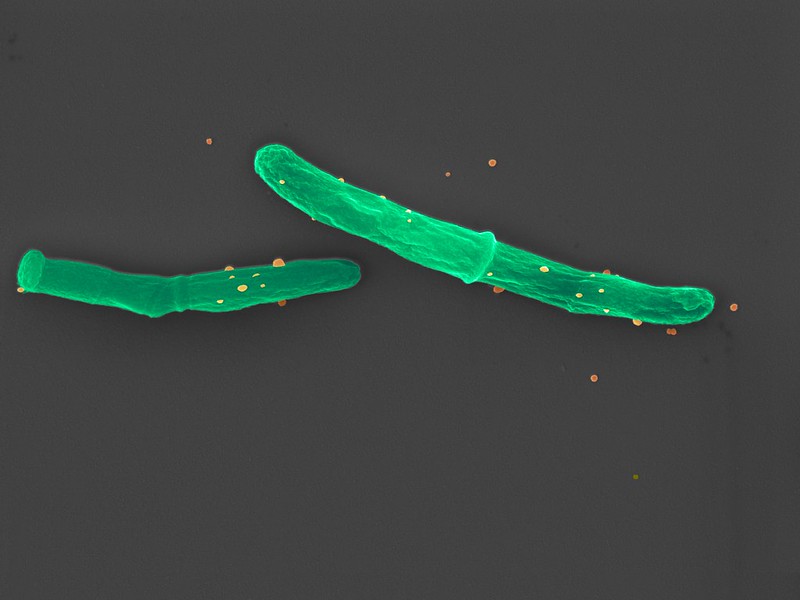 Mycobacteria