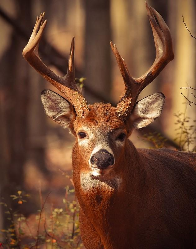 White-tailed buck