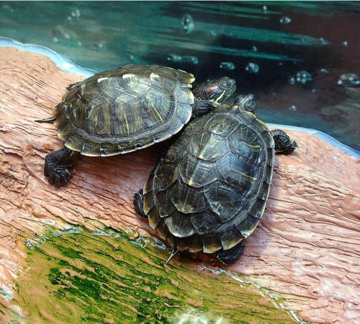 Turtles in pet store