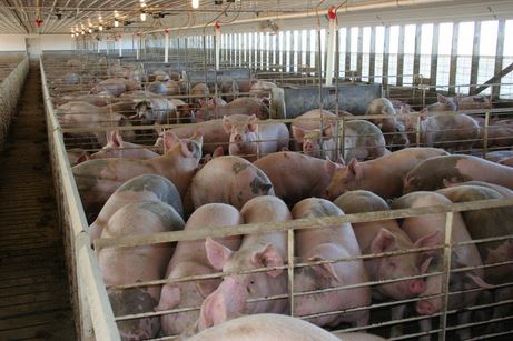 Pigs in barn