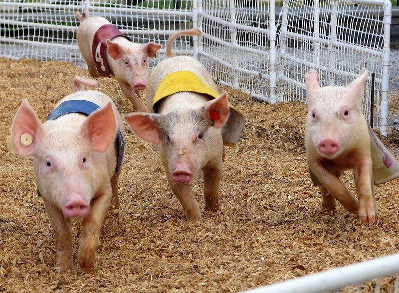 Pig race at fair