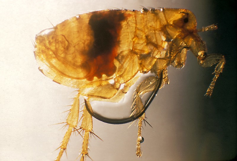 Plague-infected flea
