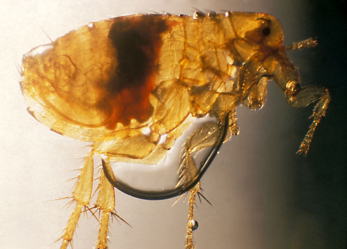 plague infected rat flea