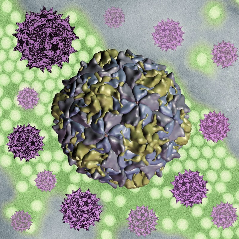 Polioviruses