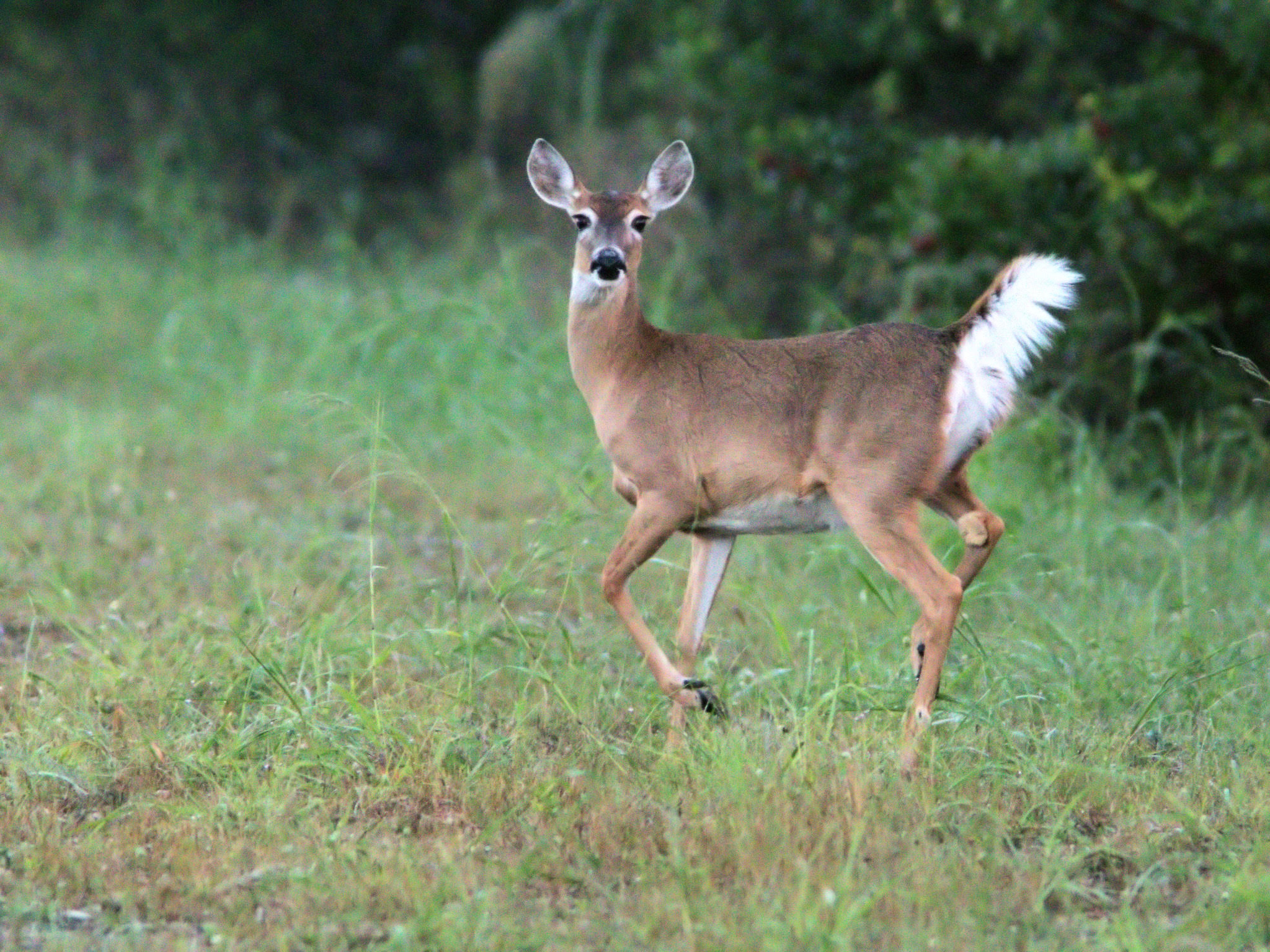 White-tailed doe