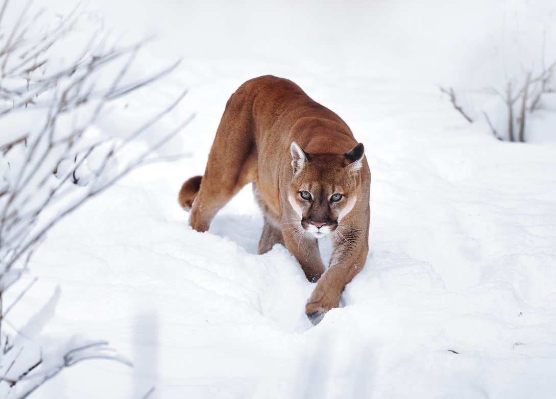 Mountain lion in snow