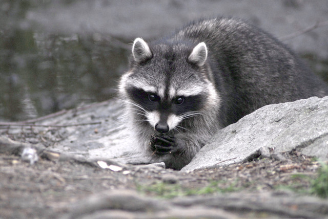 Raccoon